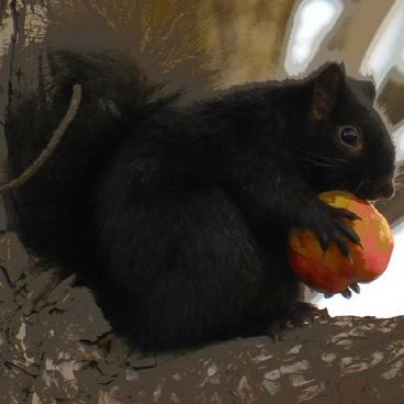 squirrel with apple - Cats, Squirrels and Internet