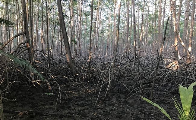 Apple Helps Save a Mangrove Forest in Columbia