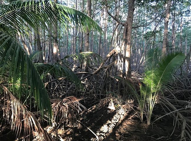 apple helps save a mangrove forest in columbia costa rica - Apple Helps Save a Mangrove Forest in Columbia