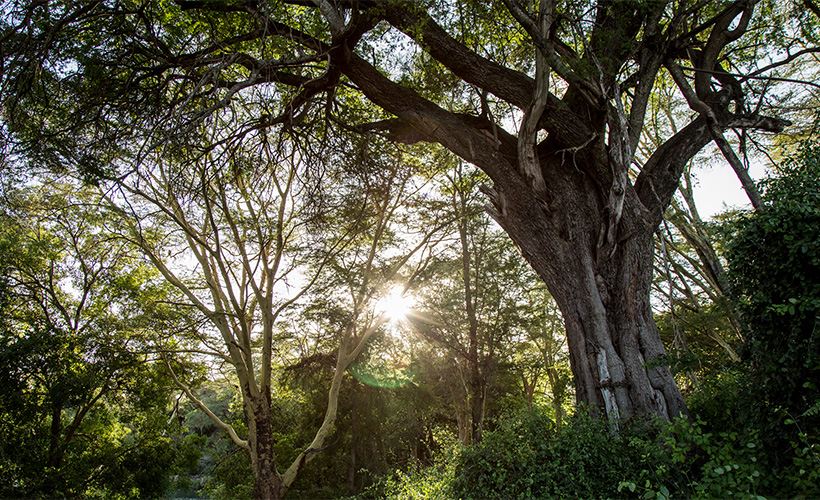 Battle for the Earth: Apple's Ecological Program