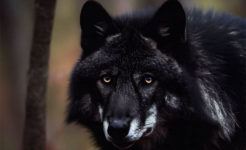 The Black Wolf Legend Created by AI